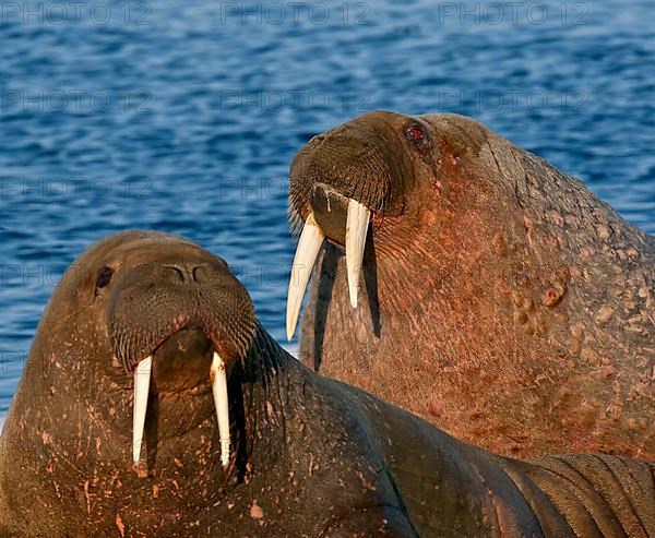 Atlantic Walrus