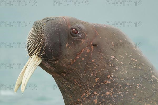 Atlantic Walrus