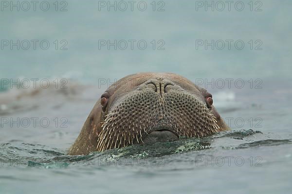 Atlantic Walrus