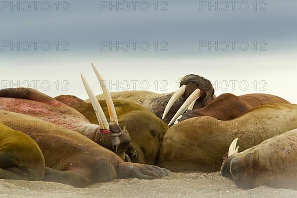 Atlantic Walrus