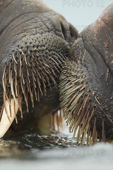 Atlantic Walrus