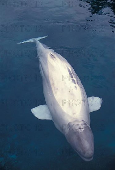 Beluga