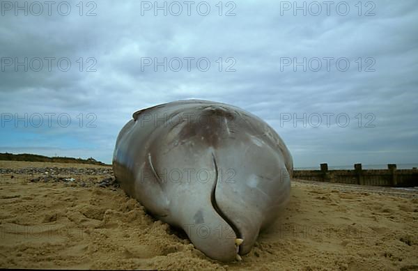 Cuvier's Beaked Whale