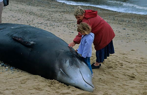 Cuvier's beaked whale