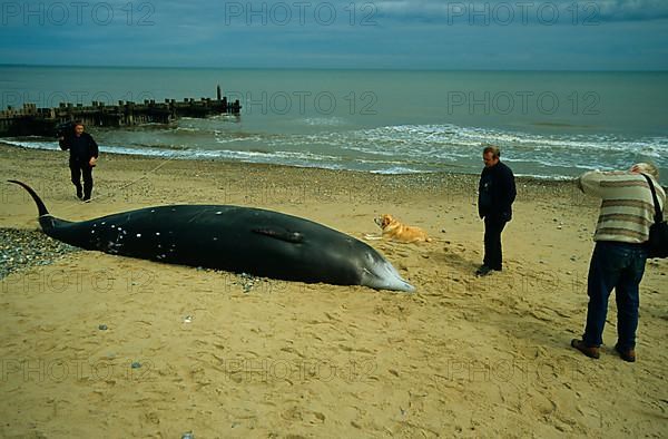 Cuvier's beaked whale