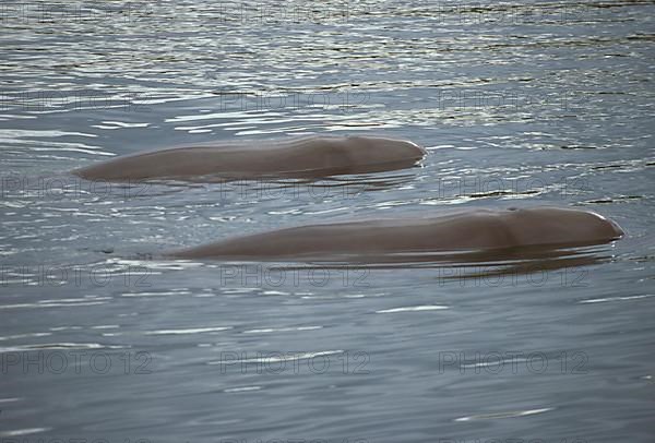 Northern bottlenose whale