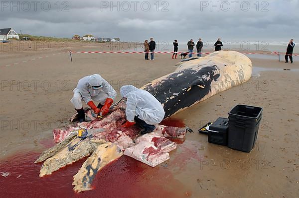 Fin whale