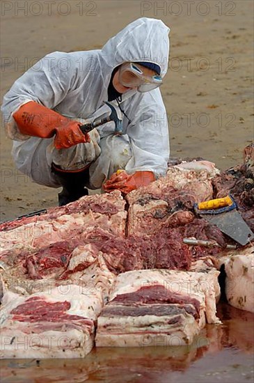 Washed up dead fin whale