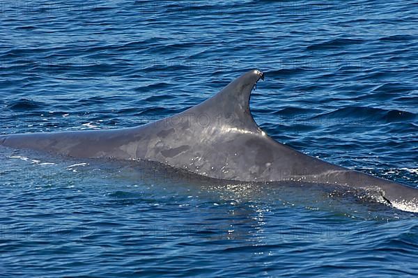 Fin whale