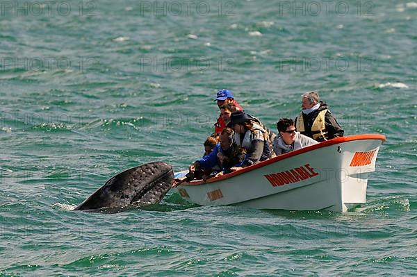 Gray whale