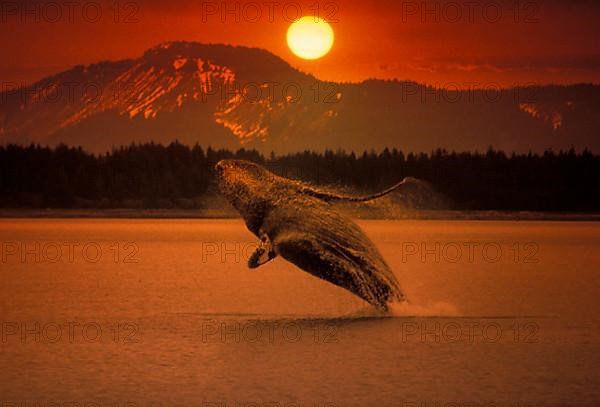 Humpback whale