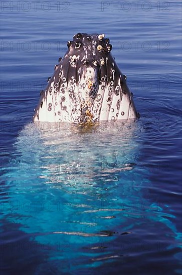 Humpback whale