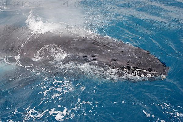 Humpback whale