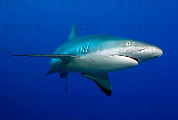 Grey reef shark