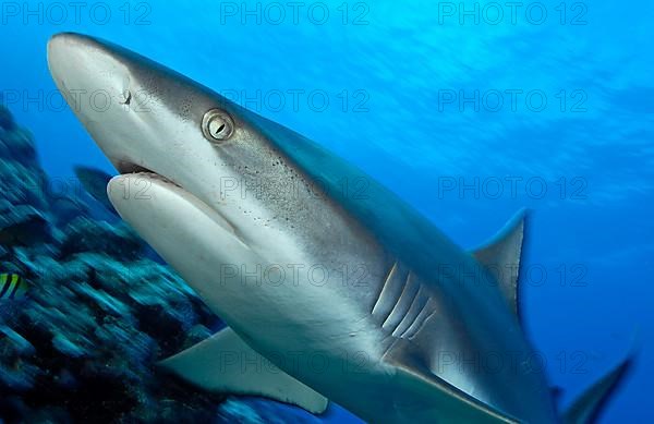 Grey reef shark