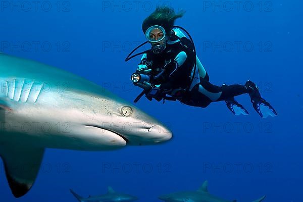 Grey reef shark