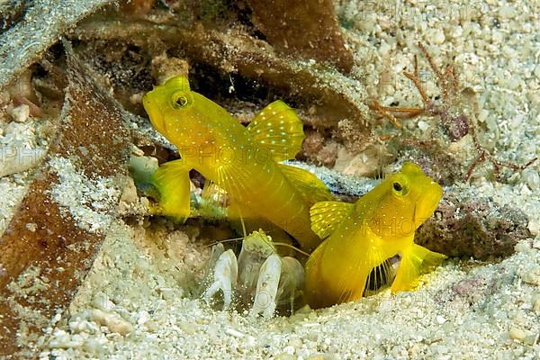 Yellow prawn-goby