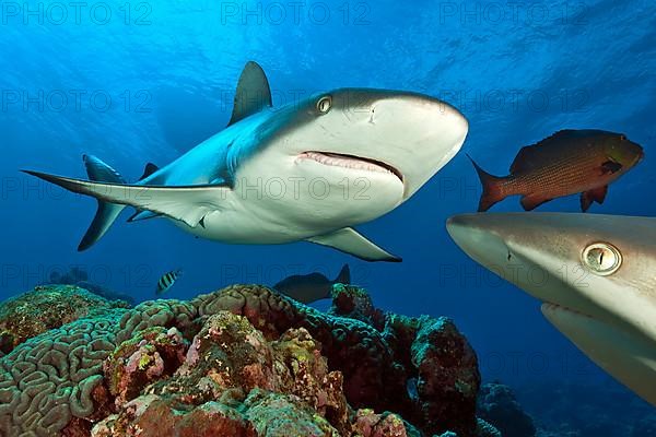 Grey reef shark