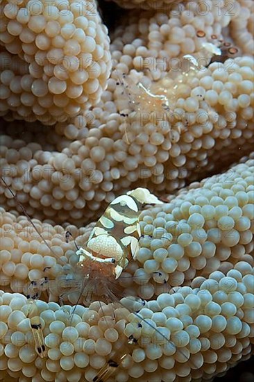 White spotted glass anemone shrimp