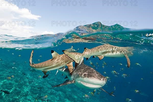 Grey reef shark