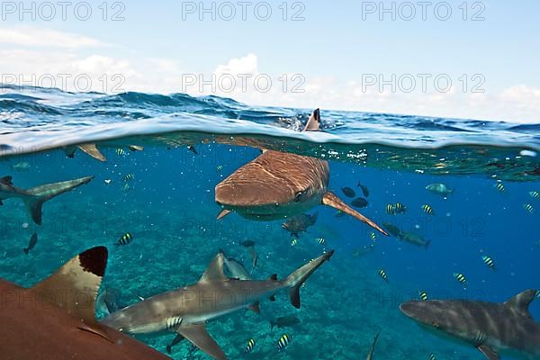 Grey reef shark