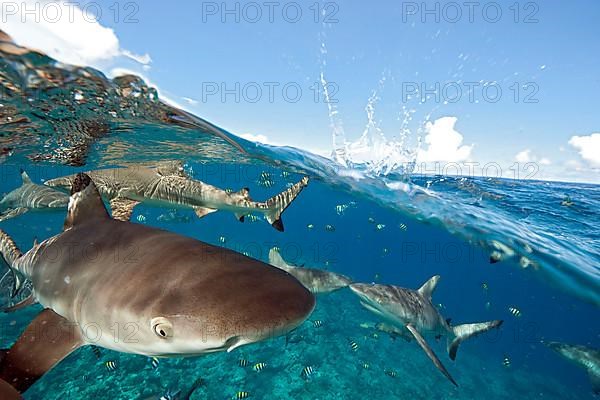 Grey reef shark