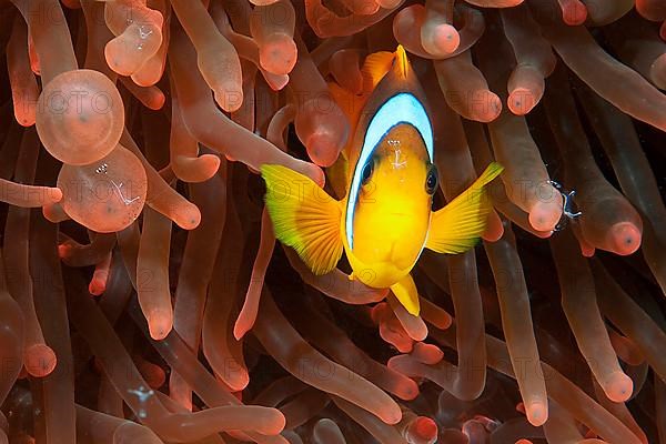 Red sea clownfish