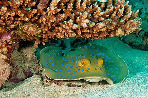 Bluespotted ribbontail ray