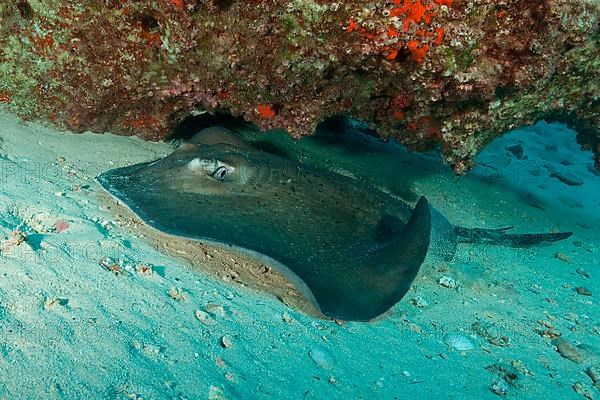 Atlantic stingray