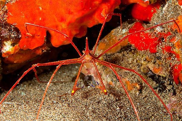 Yellowline arrow crab