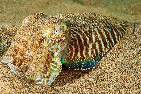 Common cuttlefish