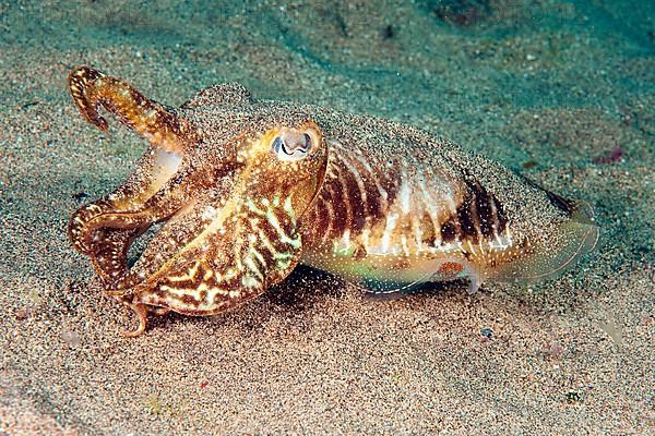 Common cuttlefish