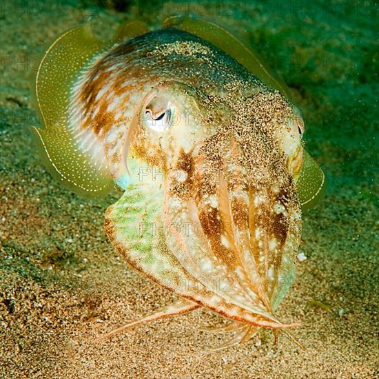 Common cuttlefish