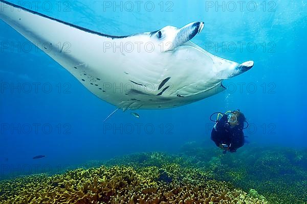 Manta