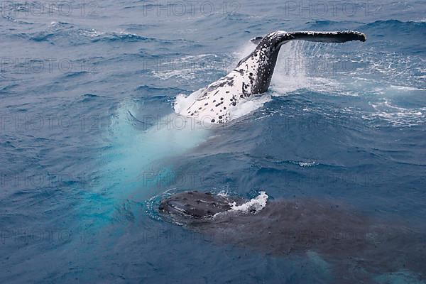 Humpback whale