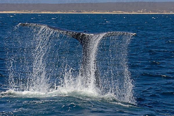 Humpback whale