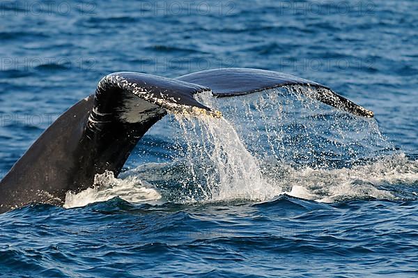 Humpback whale