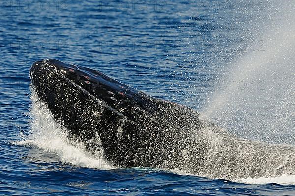 Adult humpback whale