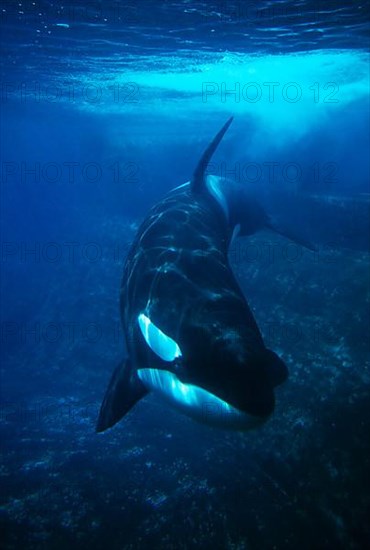 Killer Whale