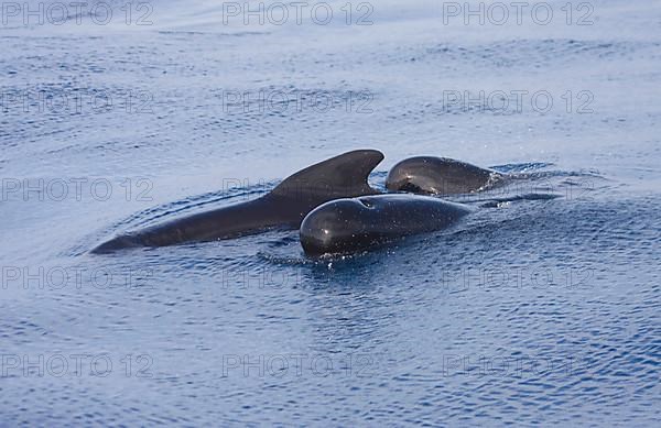 Long-finned long-finned pilot whale