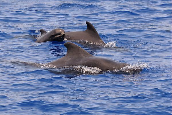 Short-finned Pilot Whale