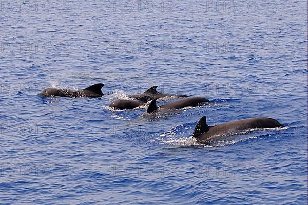 Short-finned Pilot Whale