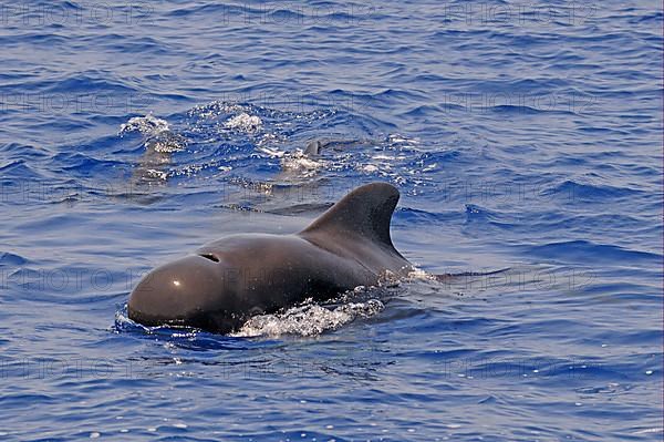 Short-finned Pilot Whale