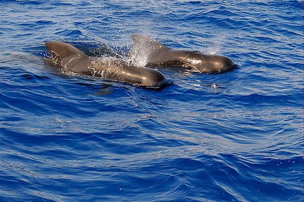 Short-finned Pilot Whale