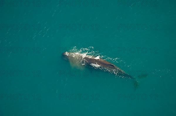 Sperm whale