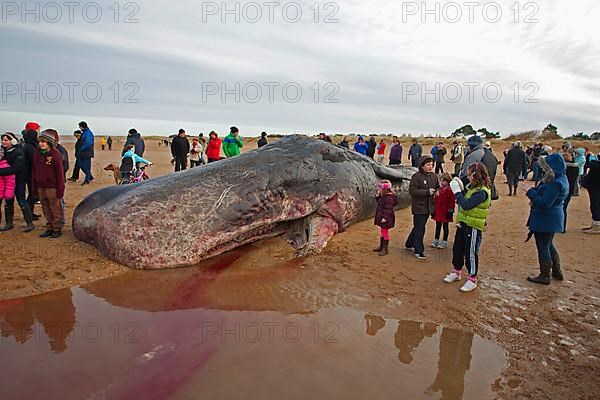 Sperm whale