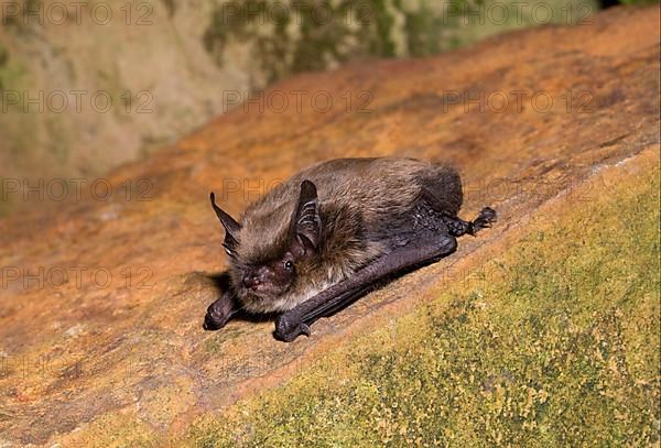 Myotis brandti