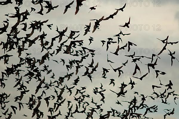 Wrinkle-lipped Free-tailed Bat