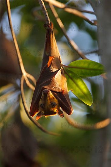Gambian epauletted fruit bats