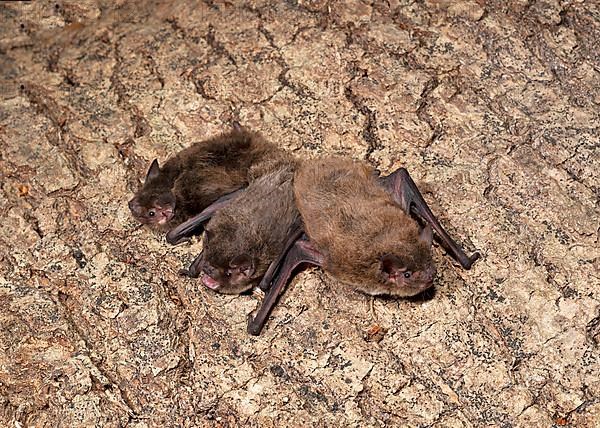 Rough-horned bat